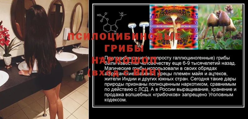 Галлюциногенные грибы Psilocybine cubensis Жиздра